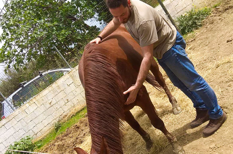 Shiatsu Art Therapy - Σιάτσου και Άλογα